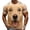 A12-Beige, variant on bravefron Men's 3D Animal Graphic T-Shirt Short Sleeve Casual TeeShort Sleeve Tshirts Novelty Streetwear Tops Trendy Summer Shirt for Men