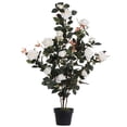 thumbnail image 1 of Vickerman TA181811 Plante de Rose Blanche de 45 Po en Pot, 1 of 3