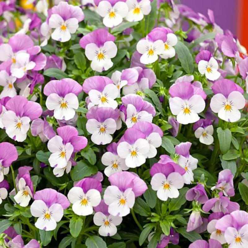 25 Sorbet Pink Wing Viola Seeds