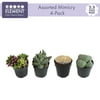 Element by Altman Plants 2.5" Multi-color Mimicry Live Succulents (4 Pack)