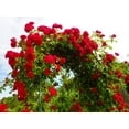 thumbnail image 3 of Climbing Rose Vine Seeds - 30+ Seeds for Planting, 3 of 3