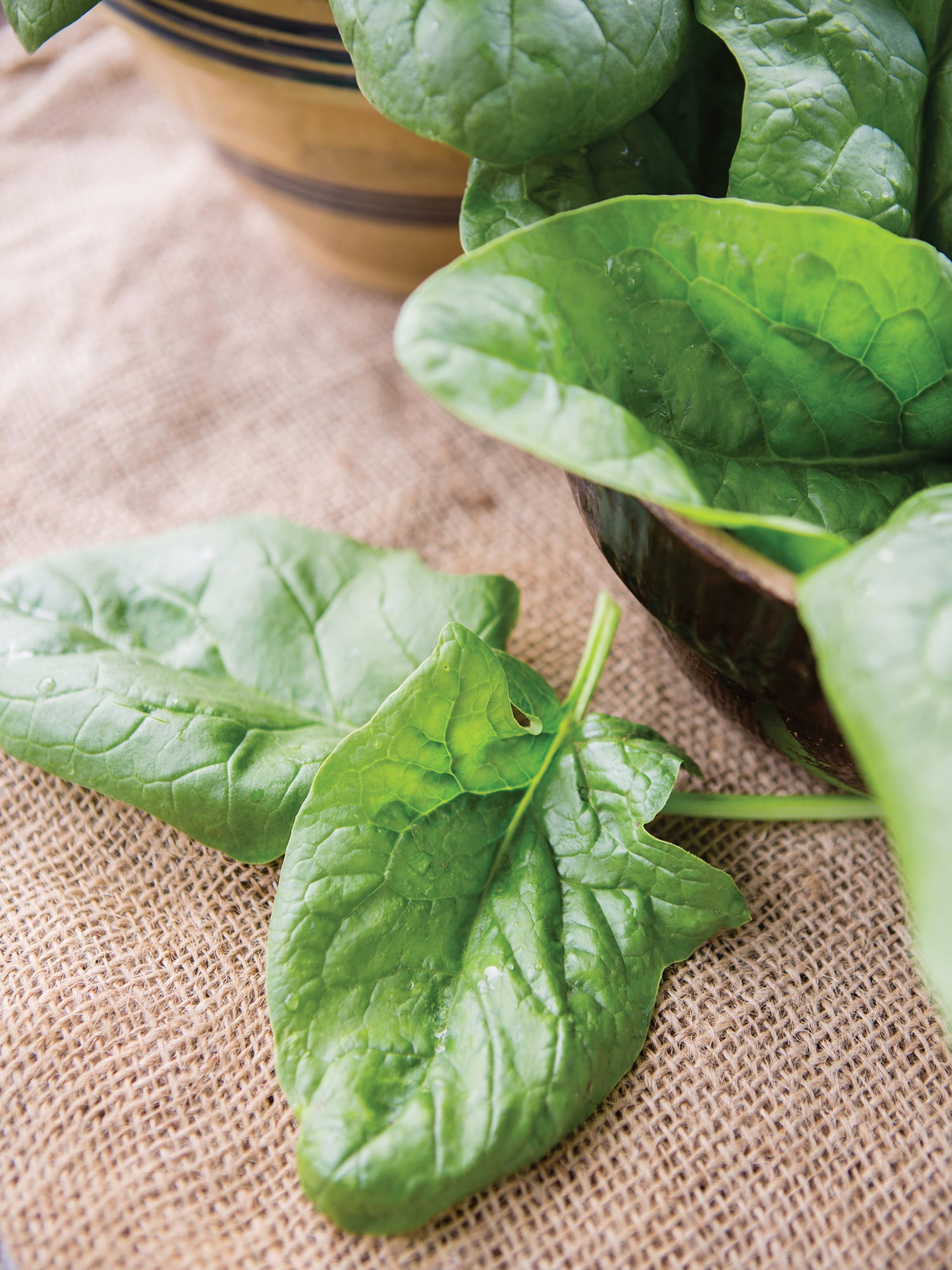 Burpee 1.5 gm Baby's Leaf Hybrid Spinach Annual Vegetable Seeds, Full Sun