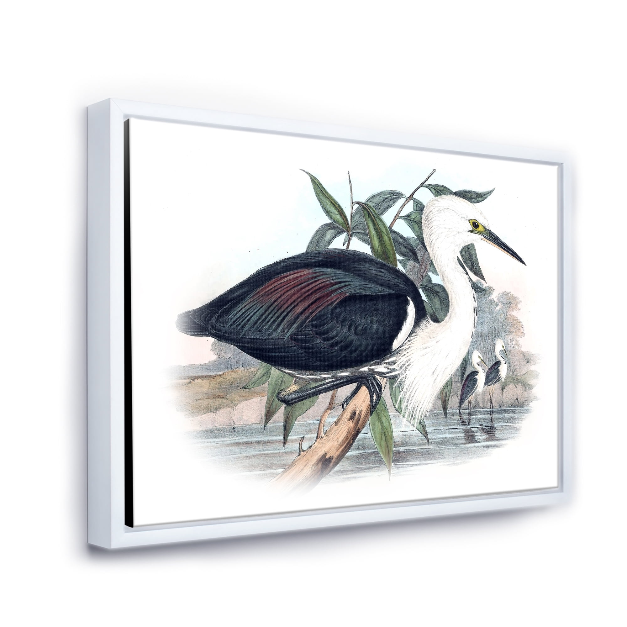 Designart 'Ancient Birds Of Australia' Traditional Framed Canvas Wall Art Print