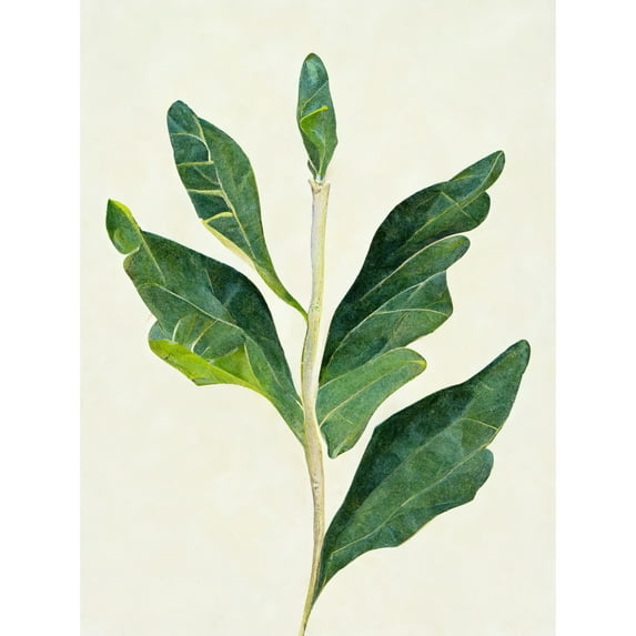 Detail Of Rubber Fig Plant Botanical Illustration Unframed Wall Art Print Poster Home Decor
