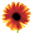 thumbnail image 3 of Unknown 20x20 Black Modern Framed Museum Art Print Titled - Floral I, 3 of 5