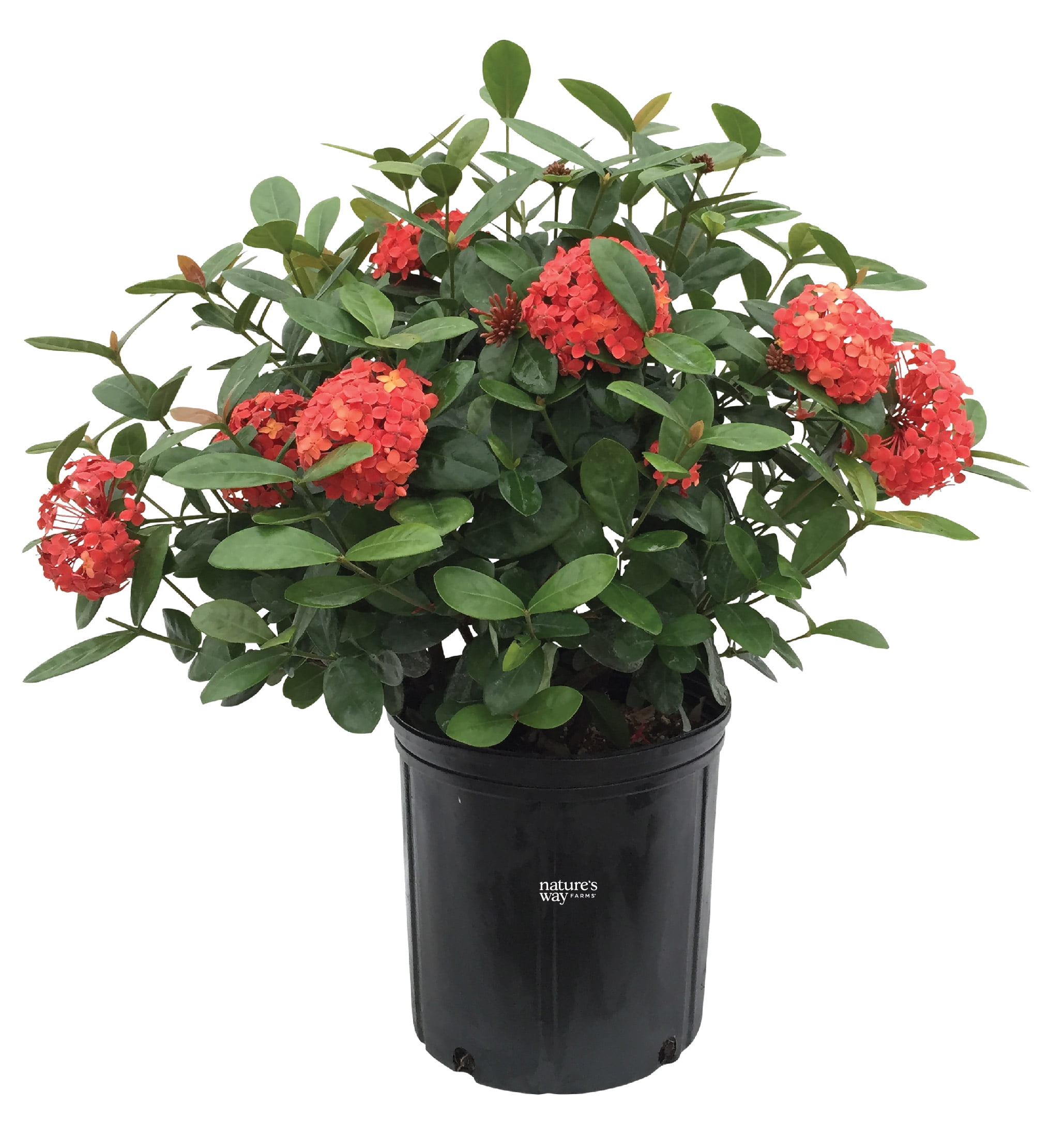 (3 pack) Nature's Way Farms Under the Florida Sun 24" Assorted Colors Ixora Live Plant in 2G Grower's Pot