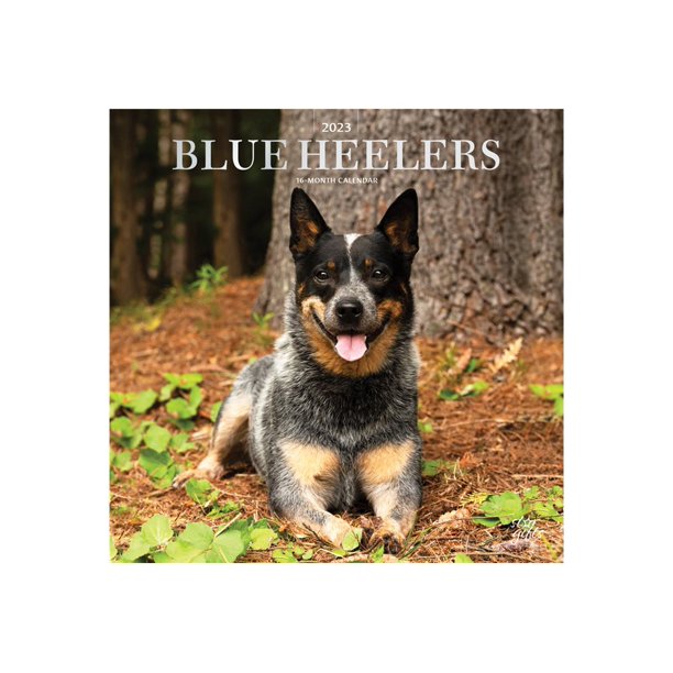 Dog Calendar 2023 BrownTrout Animals Dog Breeds 16month calendar wall mount 2023 blue heelers month to