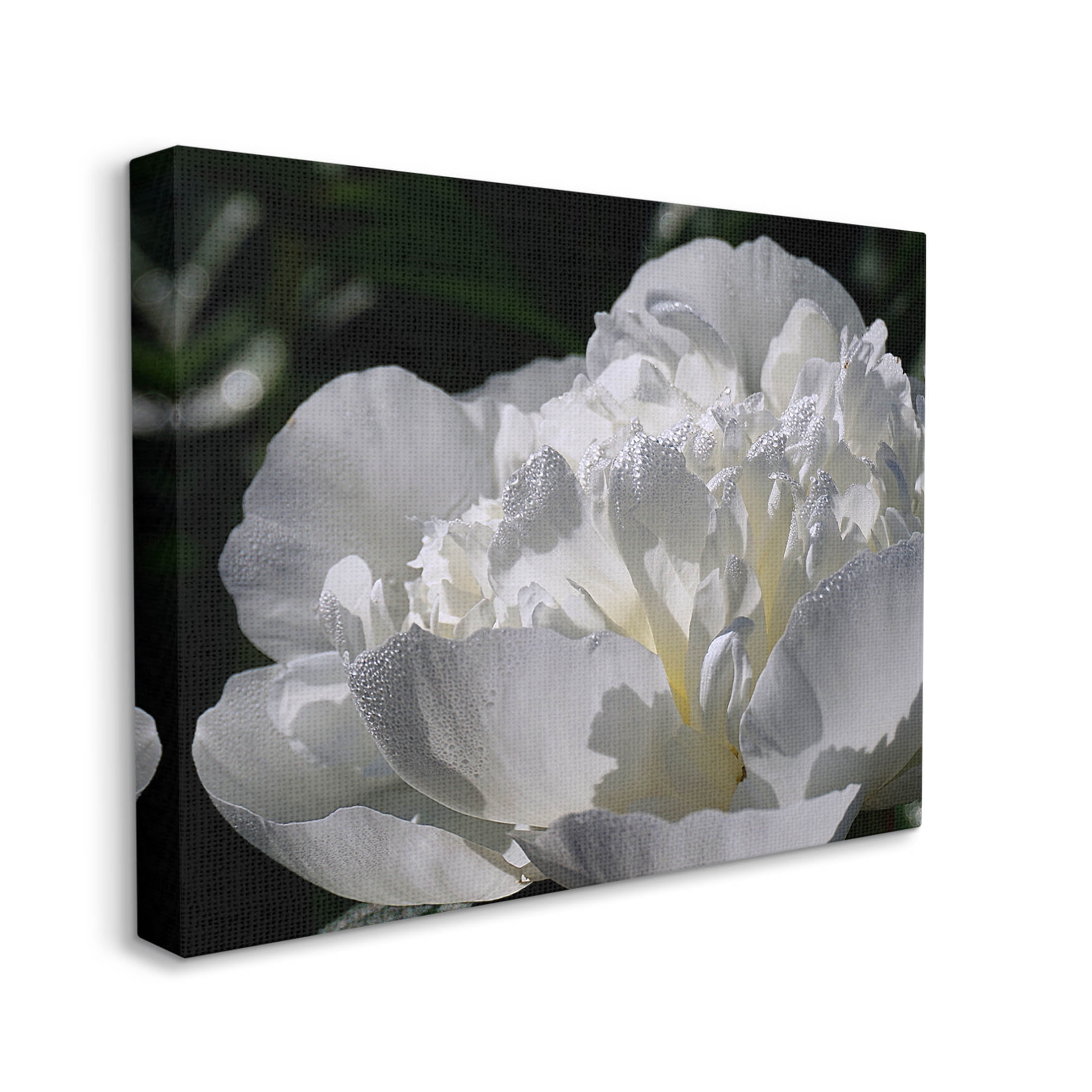 Blooming White Petals Photography Botanical & Floral Photograph Gallery Wrapped Canvas Print Wall Art