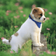 thumbnail image 5 of Bufanda Perro Bufanda Collar Bufanda Correas de hombro Hebilla ajustable para decoración de perros y gatos MFZFUKR CPB-US-YY328-1, 5 of 5
