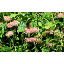 Seedville 20 Summersweet Bush Flower Seeds, Fragrant Ornamental Shrub