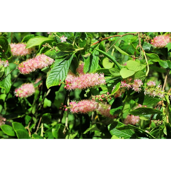 Seedville 20 Summersweet Bush Flower Seeds, Fragrant Ornamental Shrub