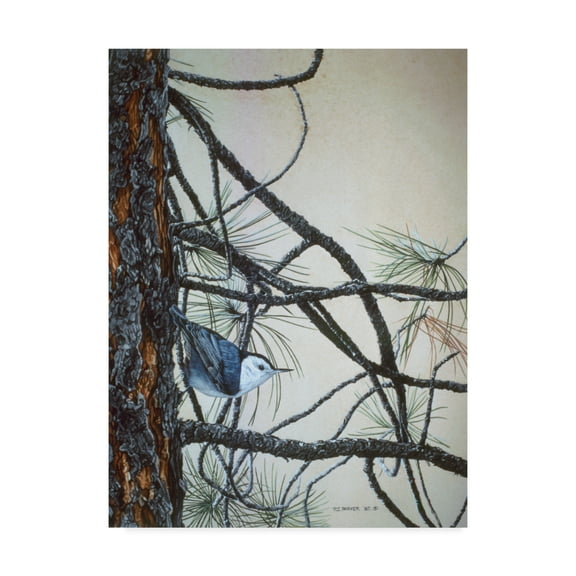 Trademark Fine Art 'White Breasted Nuthatch' Canvas Art by Ron Parker
