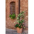 thumbnail image 2 of Eggers, Julie 11x14 White Modern Wood Framed Museum Art Print Titled - Italy-Tuscany-Crete Senesi-Asciano Street scene with potted flowers, 2 of 4