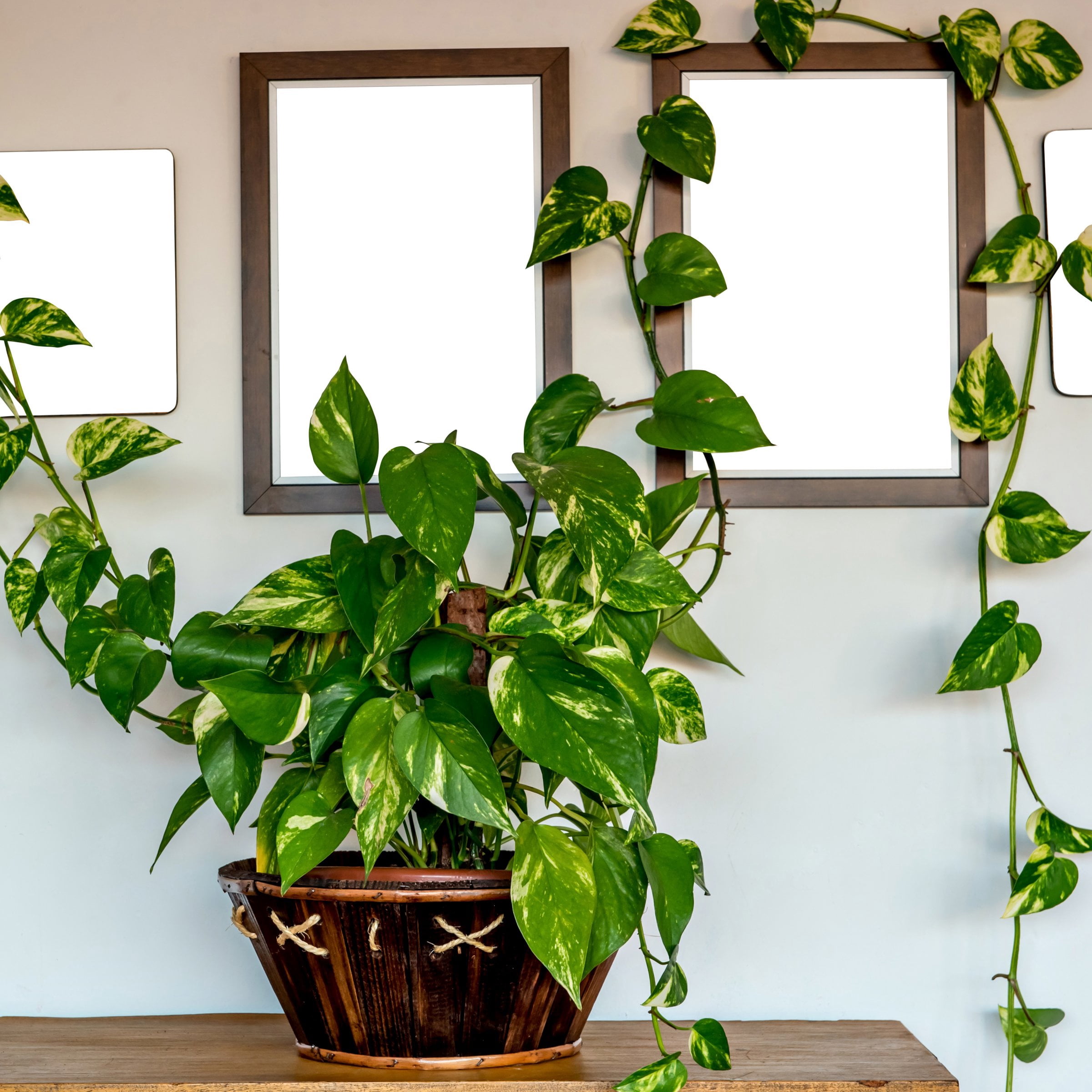 4 in. Pothos Golden Plant in Grower Container (3-Pack)
