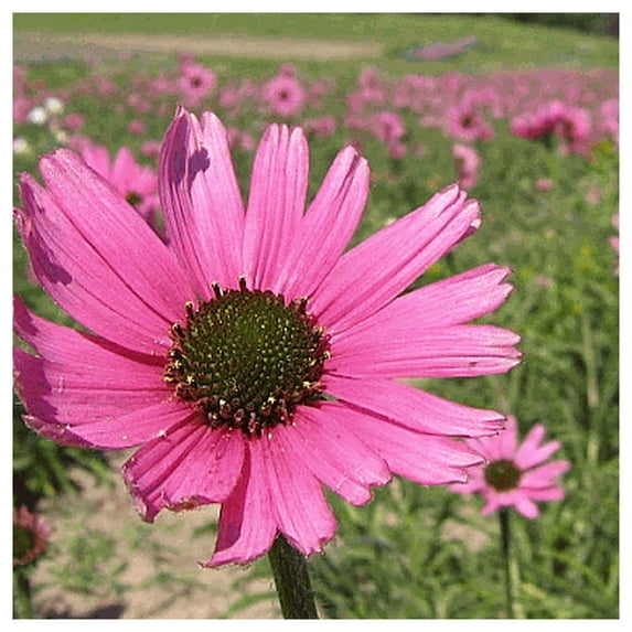 Everwilde Farms - 1 oz Tennessee Coneflower Native Wildflower Seeds - Gold Vault Bulk Seed Packet