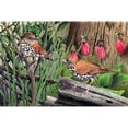 thumbnail image 3 of Dornish, Al 18x13 Black Modern Framed Museum Art Print Titled - Thrush, 3 of 5