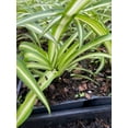 thumbnail image 2 of 3 Variegated Spider Plant - Easy to Grow - Cleans the Air - 4" Pot, 2 of 3