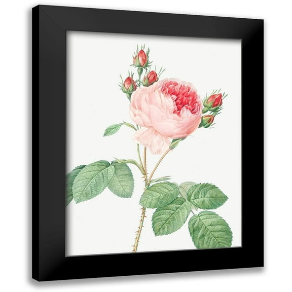 Redoute, Pierre Joseph 12x14 Black Modern Framed Museum Art Print Titled - Cabbage Rose, One Hundred Leaved Rose, Rosa centifolia