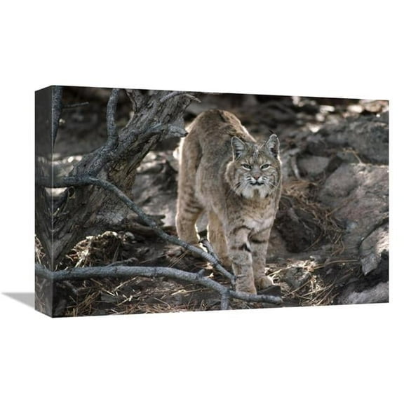 12 x 18 in. Bobcat Adult Portrait, Montana Art Print - Tim Fitzharris