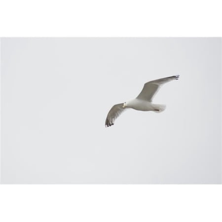 Lake of The Woods Ontario Canada - Gulls Over The Lake Poster Print 19 x 12