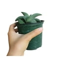 thumbnail image 2 of Gasteria Ox Tongue (4"+ Plastic Pot) - Gasteria Glomerata - Tiny, Lovely, Easy to Care Succulents - Live Succulents for Home Office, 2 of 3