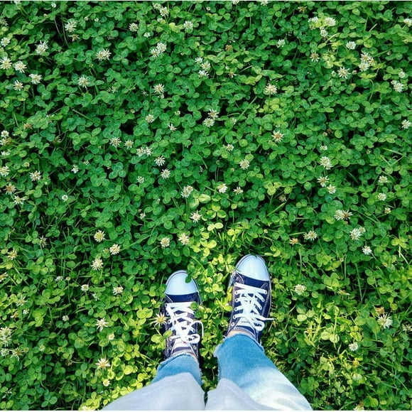 SHIQI-White Clover Seeds 200g (.44lb) Lawn Alternative, Ground Cover, Green Manure, Pasture