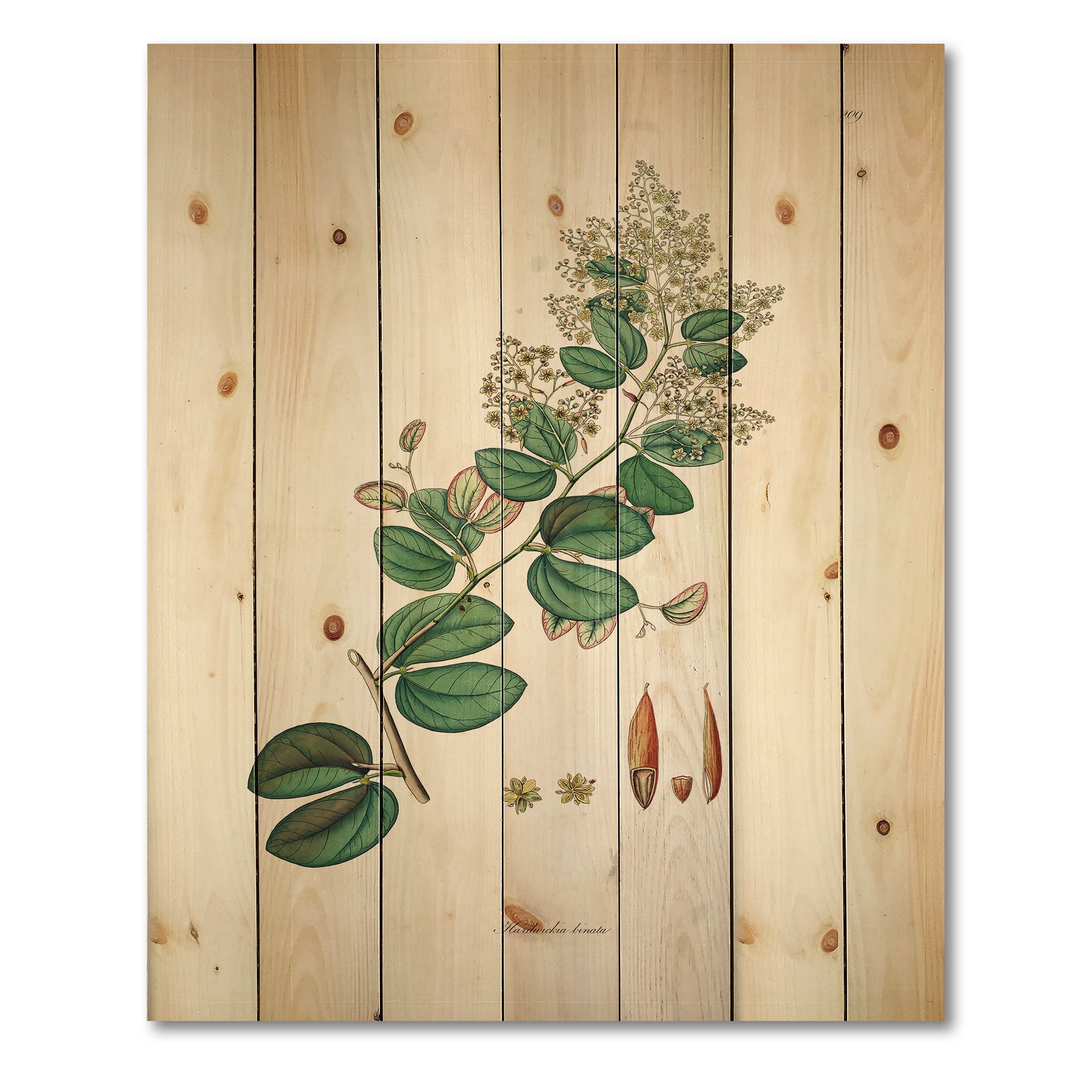 Designart 'Ancient Botanicals XIII' Farmhouse Print on Natural Pine Wood