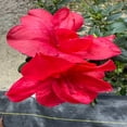 thumbnail image 5 of Encore Azalea Autumn Bonfire Live Shrub - 2 Gallon, 5 of 6