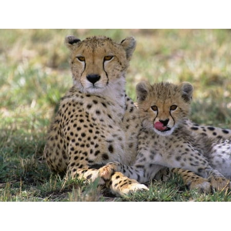 Shades In Art Cheetah Mother and Cub Resting in Shade Together Print Wall Art By John Eastcott & Yva Momatiuk ()