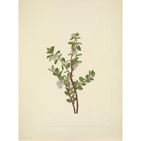 N American Wild Flowers 1925 Box Huckleberry Poster Print by  Mary V Walcott