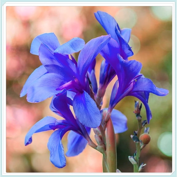Canna, Low Maintenance - Easy Grow - Ideal for Beds Borders, Plant Pots & Planters
