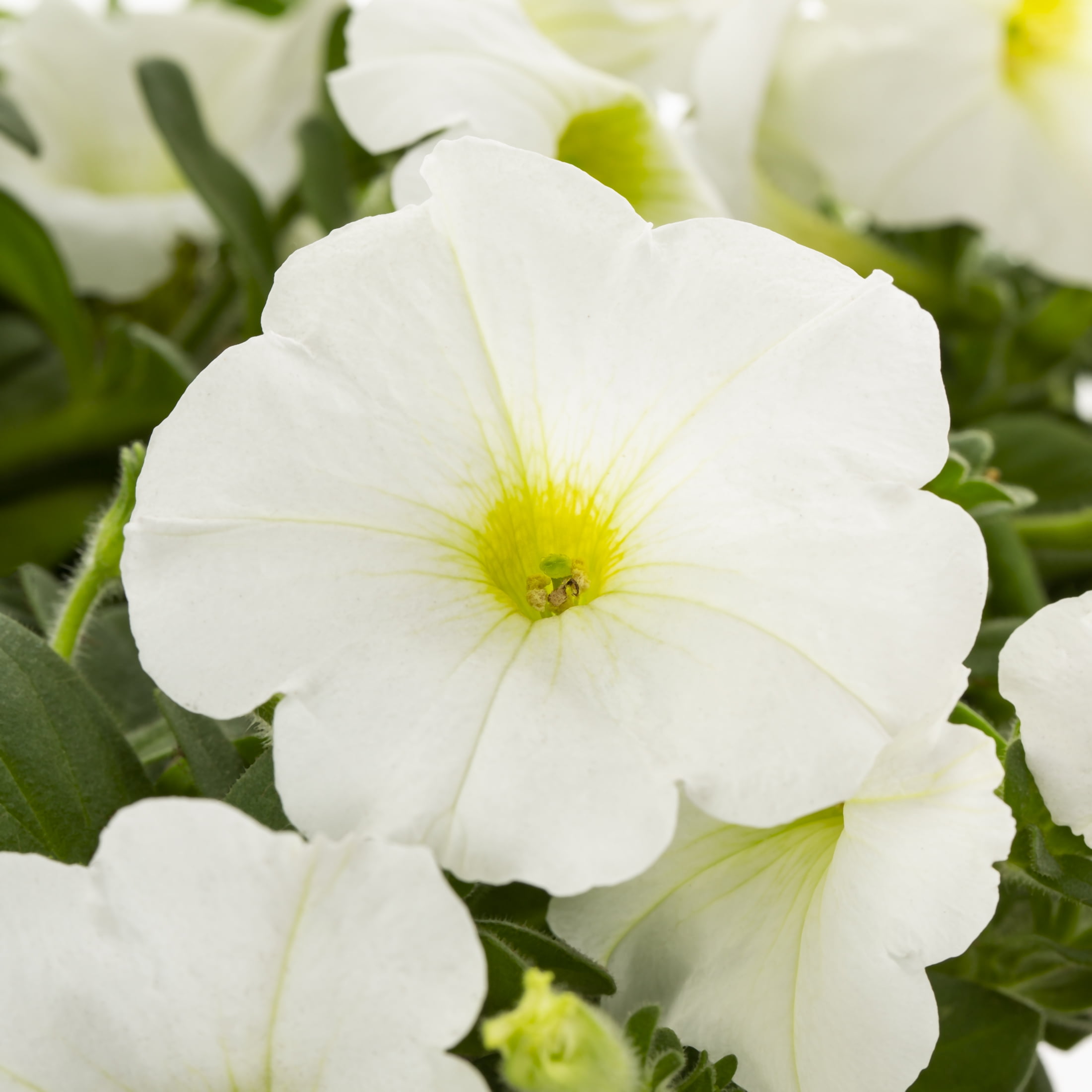 Expert Gardener 1.5gal White Petunia Live Annual Plant Hanging Basket Sun