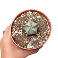 thumbnail image 2 of Rare Astrophytum Myriostigma Bishop's Cap Cactus, Unique Succulent Gift Ideas - 4 inch with Clay Pot, 2 of 4