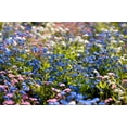 thumbnail image 2 of 100 Mixed FORGET ME NOT Pink Blue White Mix Myosotis Alpestris Flower Seeds *Flat Shipping, 2 of 10