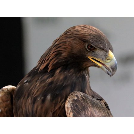 Framed Art For Your Wall Wild Animal Eagle Bird Golden Golden Eagle 10x13 Frame