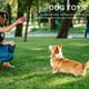 thumbnail image 3 of 10 Uds. Cuerda para masticar para cachorros, entrenamiento dental para perros, cachorros, juego de juguetes para masticar, Limpieza de dientes de algodón para perros pequeños, medianos y grandes JShteea El nuevo, 3 of 9