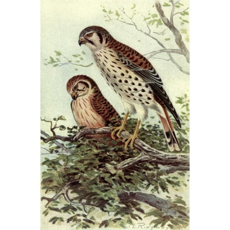 Stories of Bird Life 1901 American Sparrowhawk Canvas Art - JL Ridgway (18 x 24)