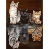 thumbnail image 3 of Cuadros Decorativos 5D DIY Diamante Pintura Animal Full Square Drill Wall Crafts Home Decoraciones Ndcxsfigh Nuevos Originales, 3 of 9
