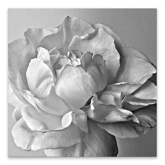 Artissimo Designs Gros plan sur acrylique imprimé à la rose - 11.75W x 11.75H x 1D