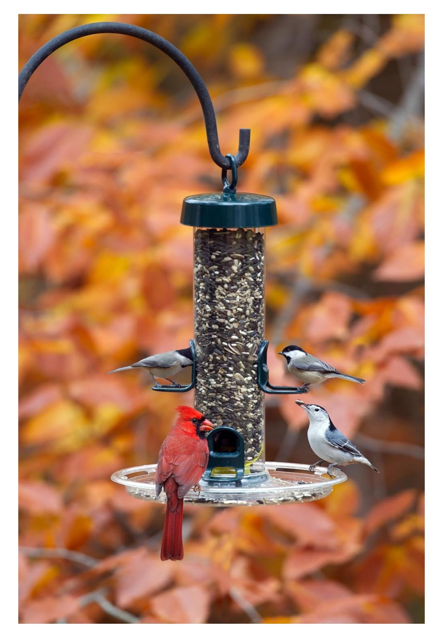 Tube 150 Wild Feeder w/4 Seed Ports, 2.6-Pound Seed Capacity, Pole-mountable