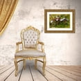 thumbnail image 3 of Jones, Adam 14x11 Gold Ornate Wood Framed with Double Matting Museum Art Print Titled - Ground cover-Antisana Ecological Reserve-Ecuador, 3 of 4