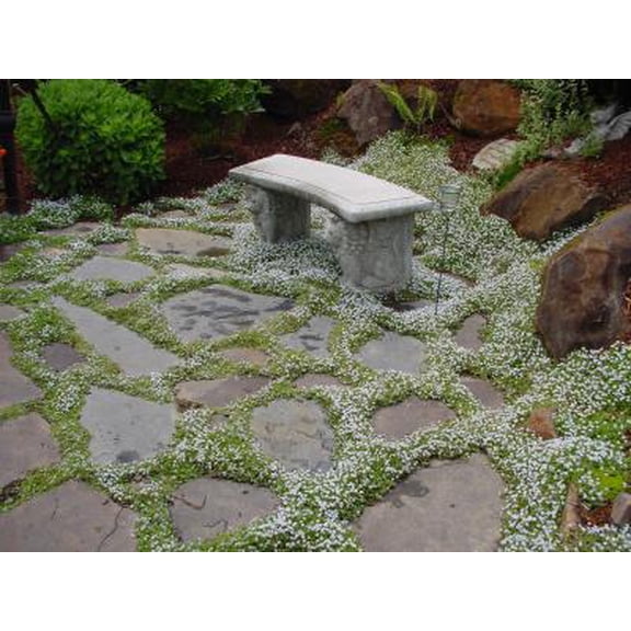 Classy Groundcovers, Blue Star Creeper, Swamp Isotome, Matted Pratia, Trailing Pratia (25 Pots, 3 1/2 inch square)