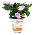 thumbnail image 3 of SunPatiens Hot Pink Impatiens Live Plants in 1QT Grower Pot for Indirect Light, 3 of 10