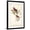 Black Frame, variant on Art.com Common Cardinal Grosbeak Art Print by John James Audubon, 12" x 18"