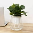thumbnail image 5 of D-GROEE Self Watering Planter, Clear Plastic Automatic-Watering Planter Flower Pot Roud Plant Pot for All House Plants, Succulents, Herb, African Violets, 5 of 8