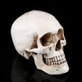thumbnail image 4 of Modelo de calavera ANGGREK para decoración de fiesta de Halloween, 4 of 8