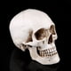 thumbnail image 4 of Modelo de calavera ANGGREK para decoración de fiesta de Halloween, 4 of 8