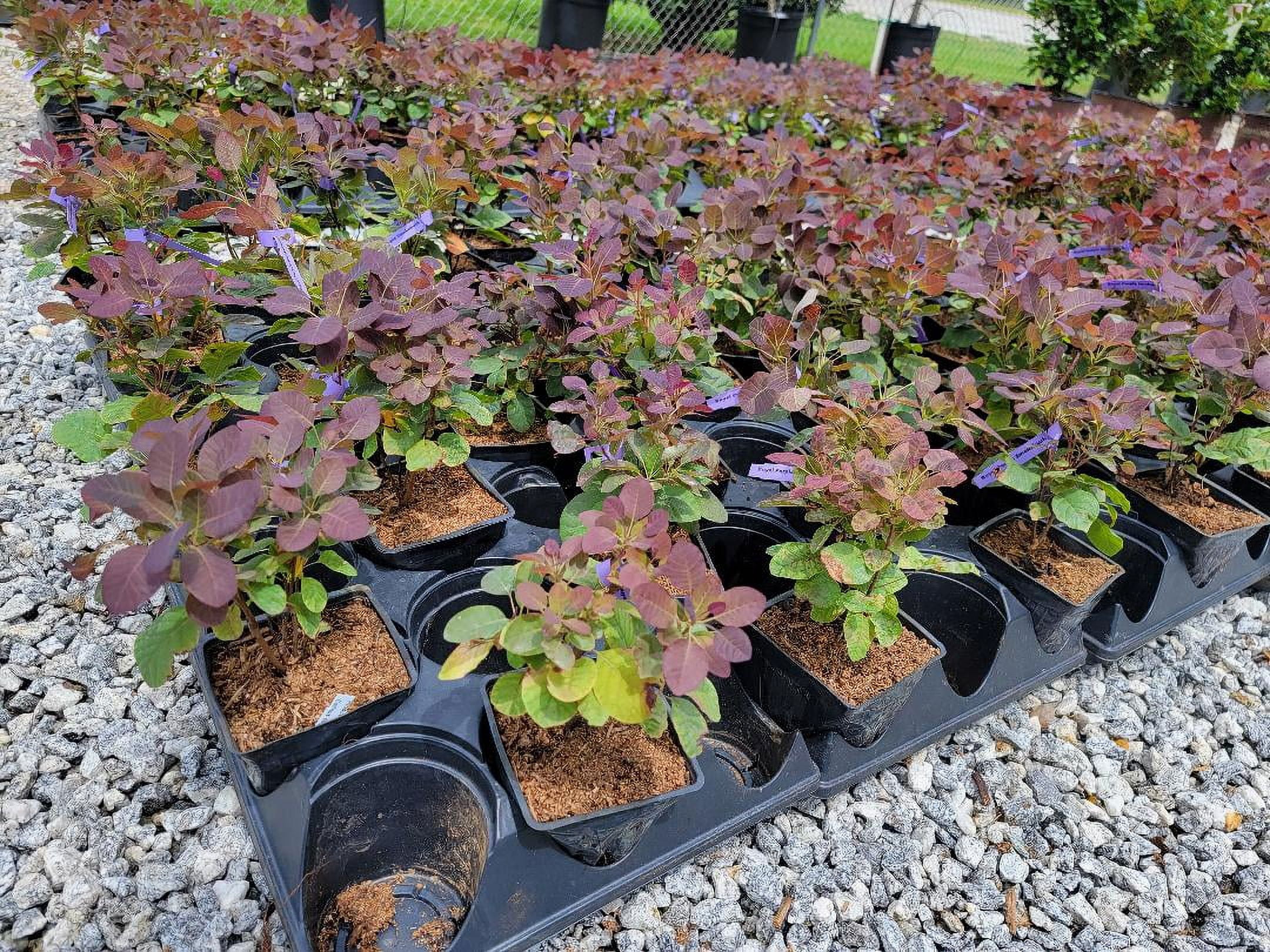Royal Purple Smokebush Tree ( cotinus ) - Live Plant - ( 1 QT )
