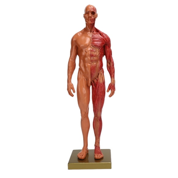 Dioche 30cm Resin Male Musculoskeletal Structure Sculpture Anatomical Body Model