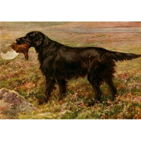 Book of the Dog 1911 Flat-coated Retriever Poster Print by Maud Earl